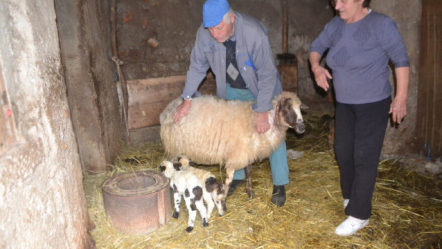 Naklana ovca preživjela i ojanjila dvojke!