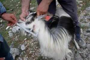 Grla koja vukovi nakolju stočari zakolju, oderu, pojedu i - ostanu bez odštete