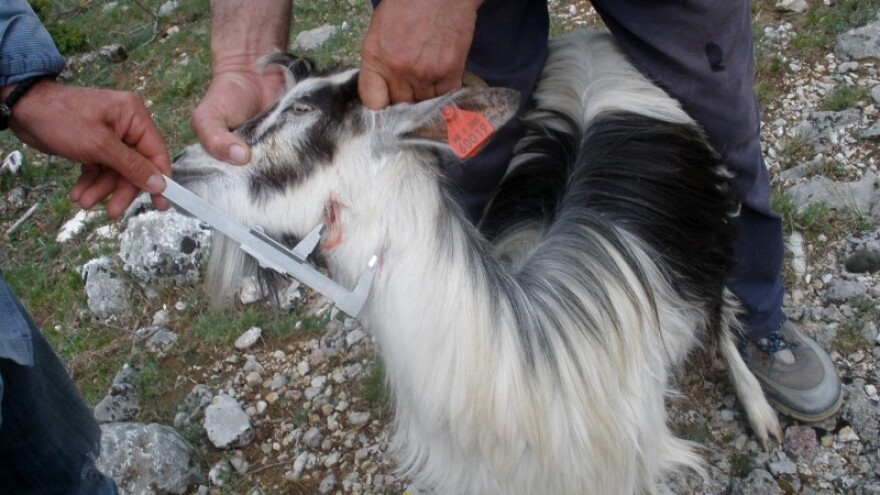 Grla koja vukovi nakolju stočari zakolju, oderu, pojedu i - ostanu bez odštete