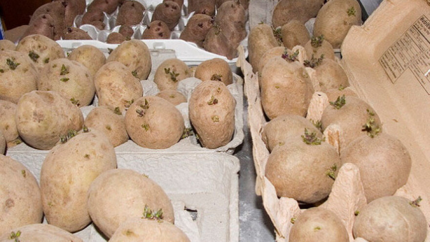 Naklijavanjem do većih prinosa krompira