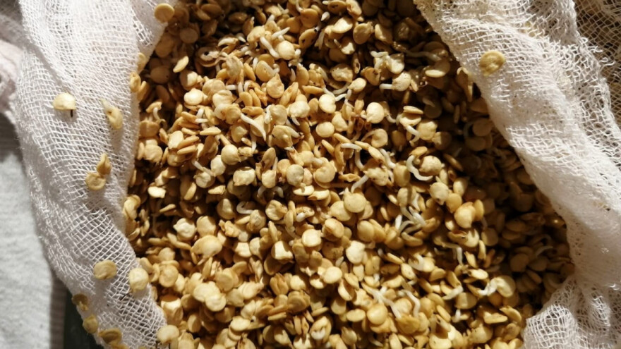 Uzgoj presadnica: Naklijavanjem sjemena paprike višestruko štedimo