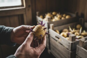 Naklijavanjem krompira do dobrog roda