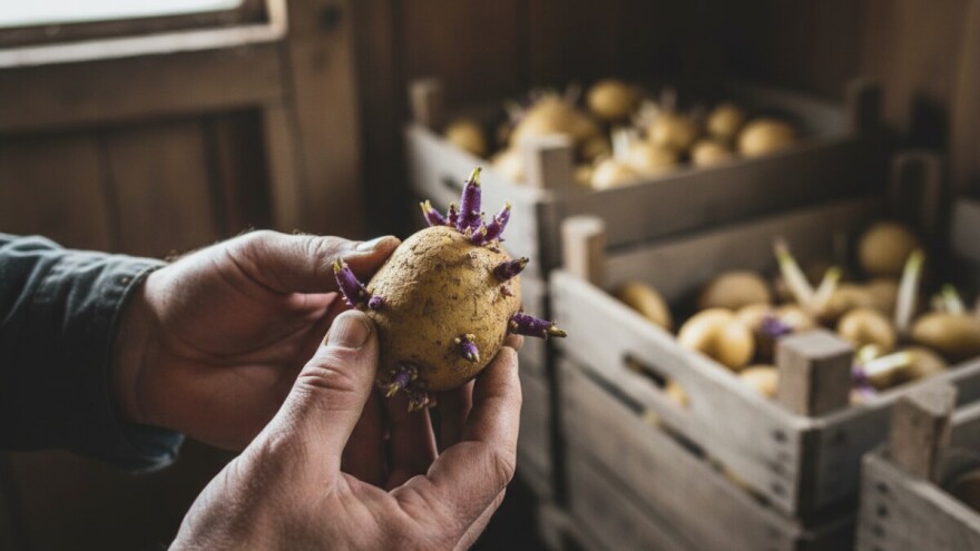 Naklijavanjem krompira do dobrog roda