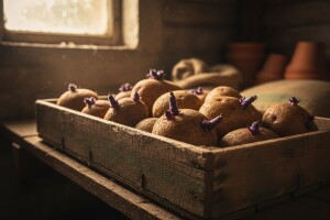 Naklijavanjem krompira do dobrog uroda