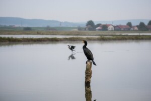 Naknada štete od kormorana