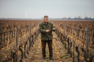 Nakon rodne godine, pripreme vinograda za sledeću