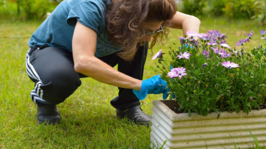 Kako se riješiti nametnika na ukrasnom bilju?
