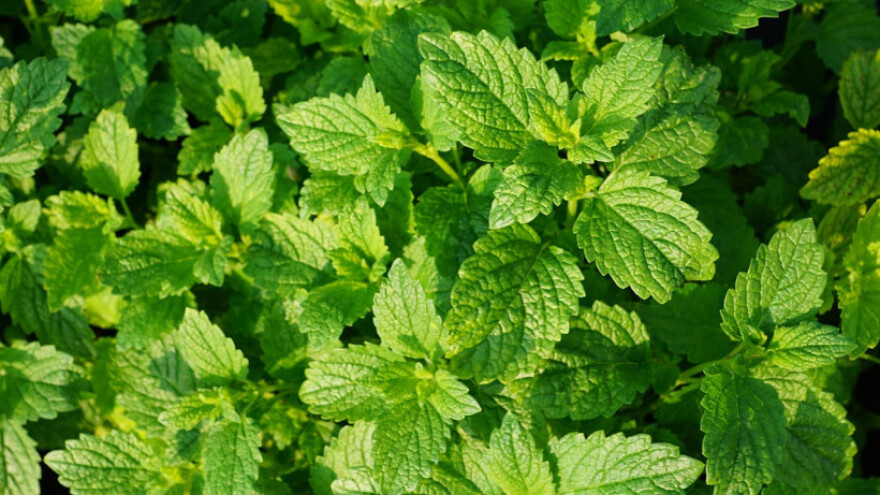 Potražnja za nanom raste u Njemačkoj