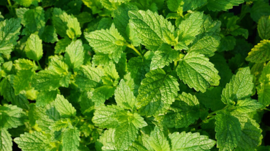 Potražnja za mentom raste u Njemačkoj