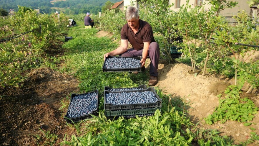 Američke borovnice: Muka ih uzgajati, a još veća brati, dnevnice 100 KM