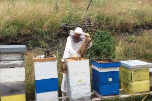 Iskusni pčelar i njegov komšija preživjeli ubode preko 300 pčela