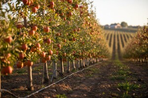 Napredni voćnjak Ivana Lovakovića pobjedio sušu
