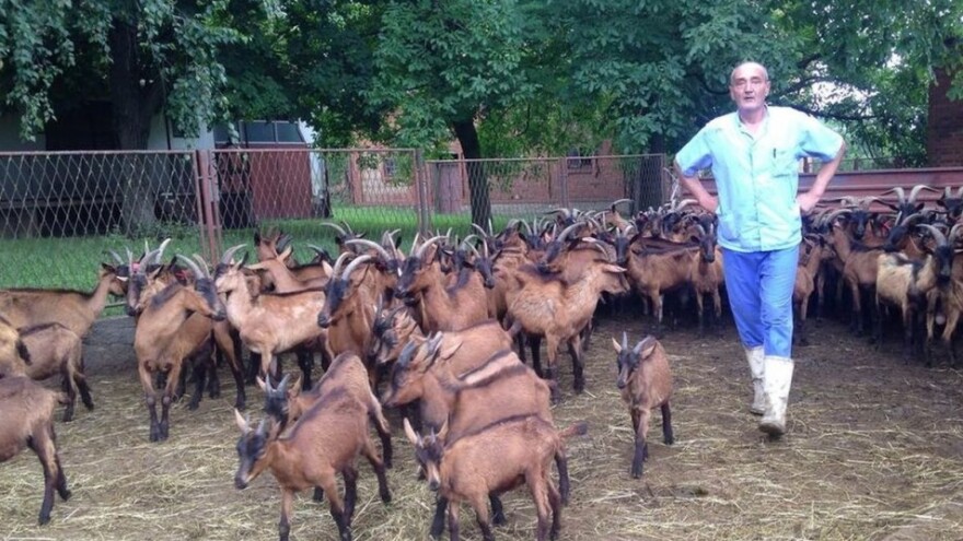Napuštene i gladne koze čekaju rješenje suda