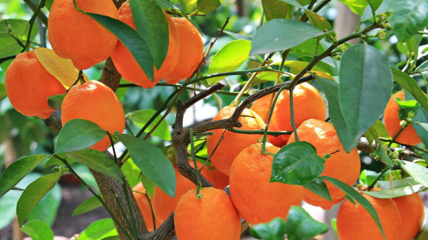 Uspješan uzgoj naranče u kućnom ambijentu