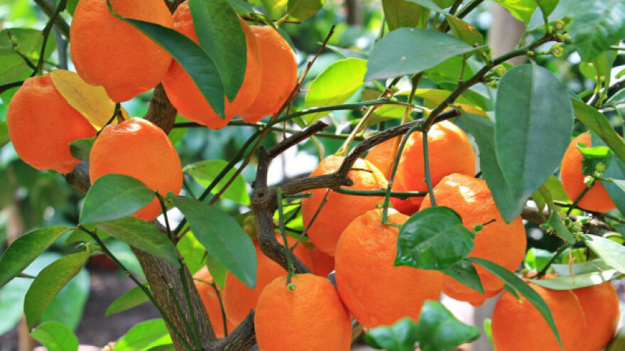 Uspješan uzgoj naranče u kućnom ambijentu