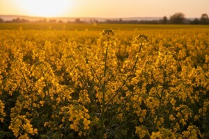 Narančaste sorte na žutim poljima