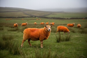 Narandžastom bojom štiti ovce od lopova!