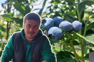 Nelojalna konkurencija gasi porodične biznise: Potrebna strategija za borovnicu!