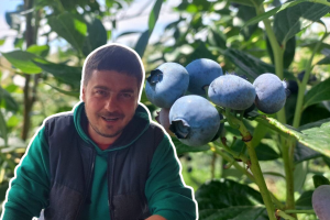 Nelojalna konkurencija gasi porodične biznise: Potrebna strategija za borovnicu!