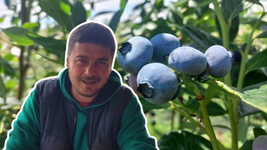 Nelojalna konkurencija gasi porodične biznise: Potrebna strategija za borovnicu!