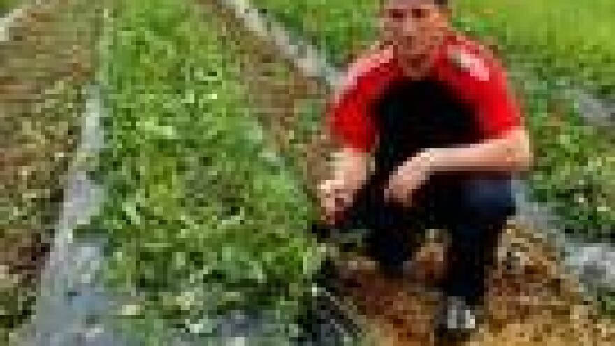 Stučeno 70 posto povrća!