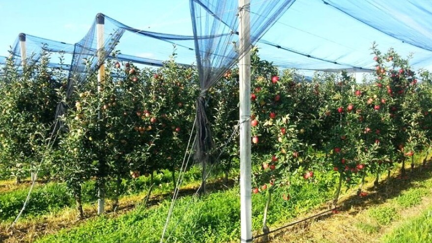 Očekuje se veći urod jabuka!