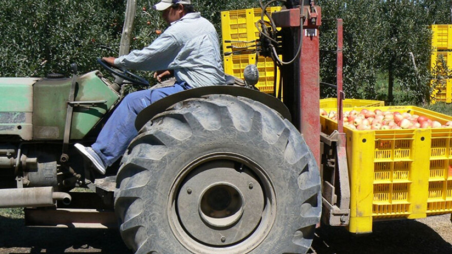 607 tisuća kuna za podizanje nasada jabuke