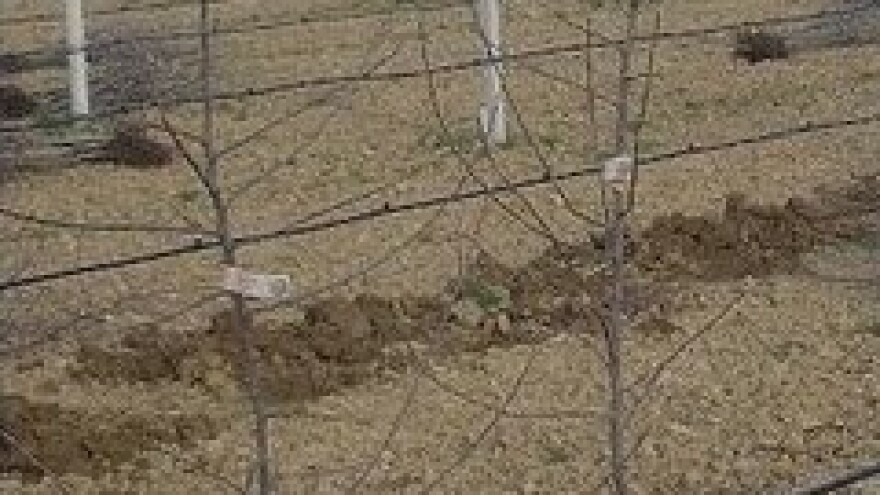 Sadnja suvremenih plantaža jabuka