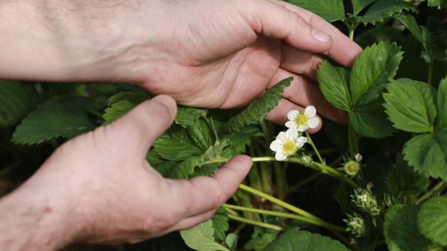 Zaštitite jagode od gljivičnih infekcija