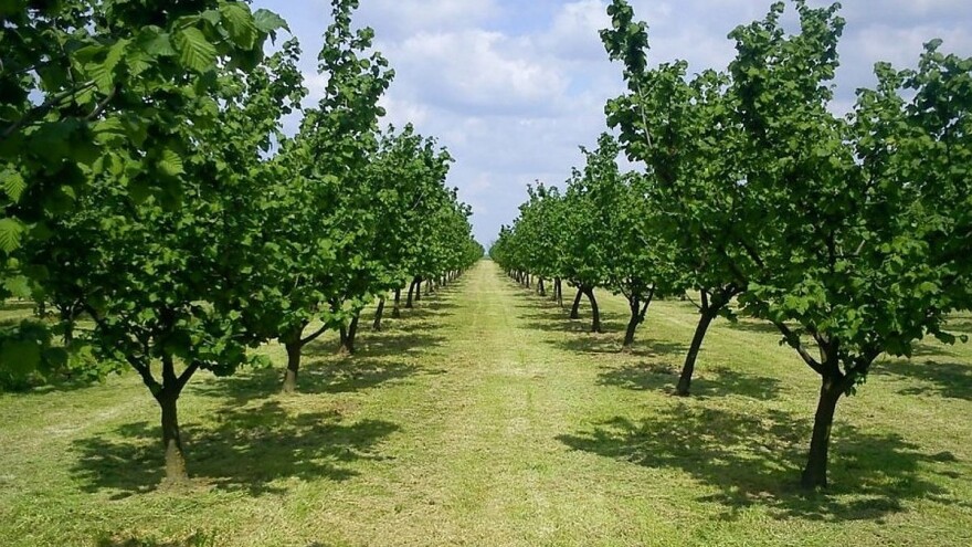 Ne kasnite s prvom ranoproljetnom zaštitom nasada lijeske!