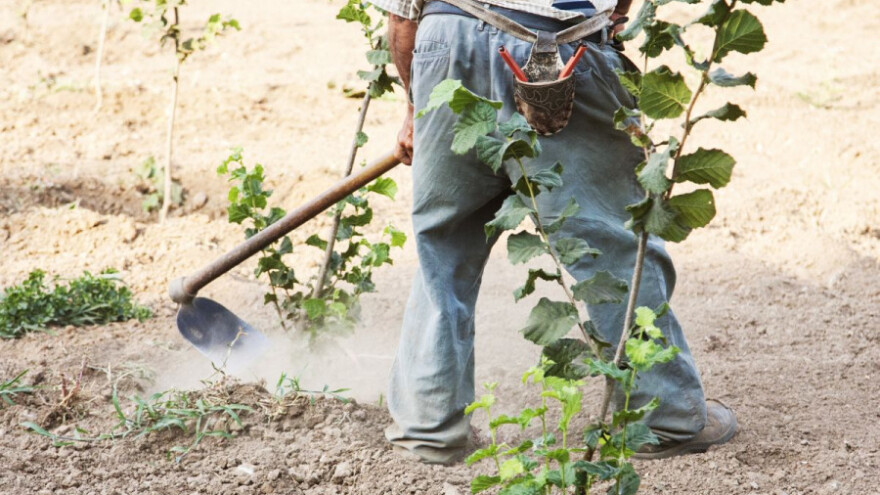 Našički šumari se snašli pa posadili 5 ha lješnjaka