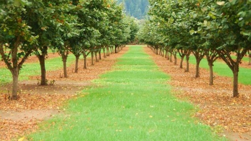 Ferrero diže nasade u Srbiji