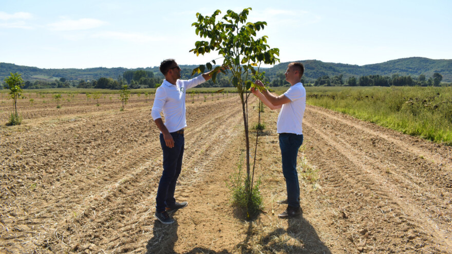 Chandler je tražena sorta oraha bijele jezgre - kako ga uzgajati?