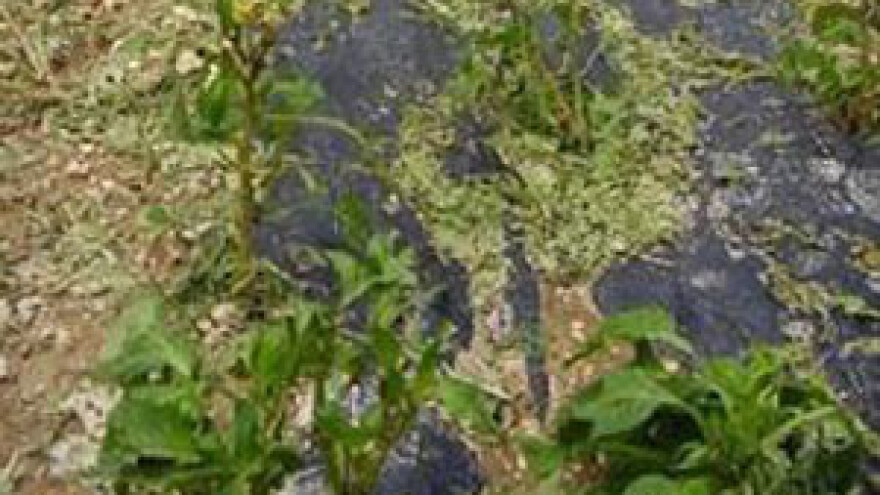 Tisno: olujno nevrijeme poharalo nasade