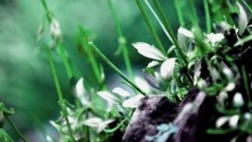 Budućnost je u proizvodnji organske hrane