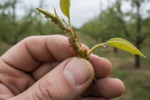 Nasade jabuka i krušaka napadaju četiri vrste ušiju