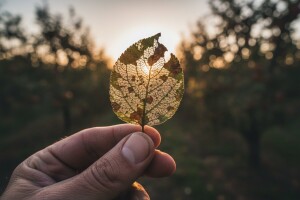 Nasade jabuka napada jabučni savijač