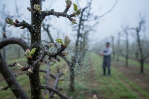 Nasade jabuka zaštitite od krastavosti