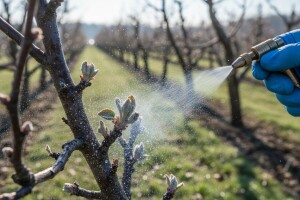 Nasade jabuka zaštitite od krastavosti