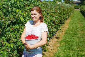 U tri godine podijelit će 1,5 mil. sadnica maline