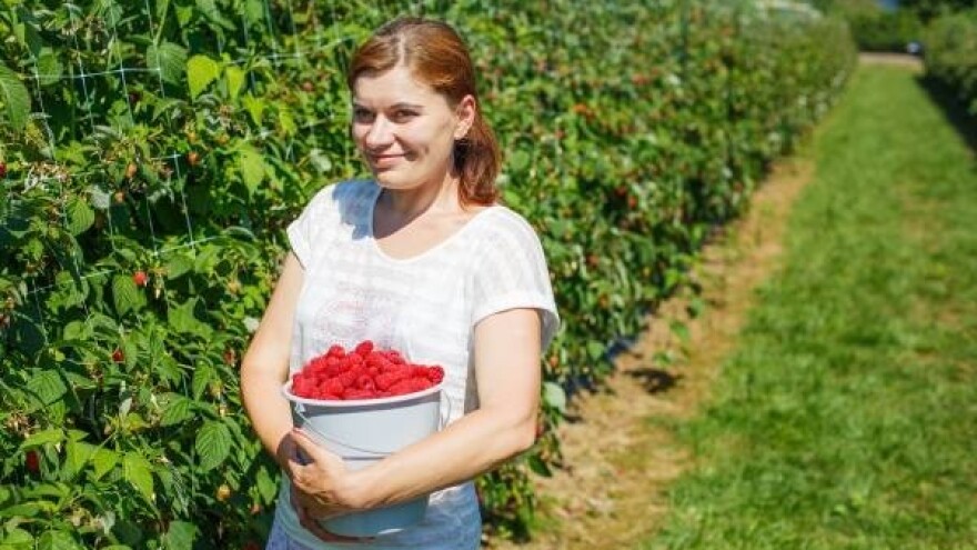 U tri godine podijelit će 1,5 mil. sadnica maline