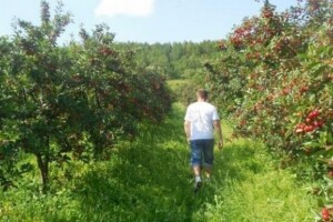 Zahuktala proizvodnja cherry brandya u Zagori