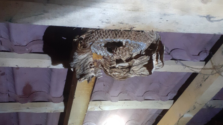 Osice i stršljenovi aktivni do kasne jeseni: Uklanjanje gnijezda prepustite profesionalcu