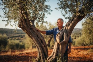 Našem maslinarstvu dajem čistu desetku