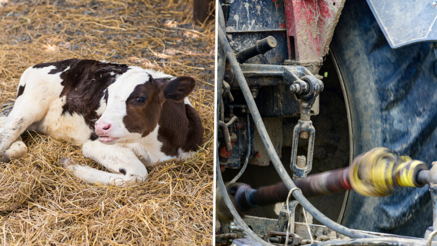 S farme ukradeno tele - na meti kradljivaca i traktorski dijelovi