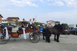 Konj nije za svakoga, a toliko je pametan da sve nauči kao insan
