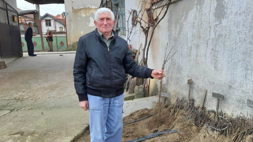 Više od pola veka proizvodi lozne kalemove