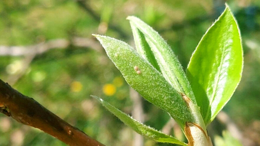 Obratite pažnju na lisne vaši i grinje - kada obaviti prskanje?