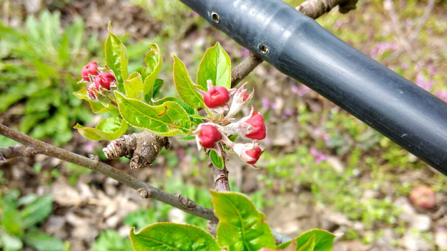 U jabučnjacima se pored Venturia inaeyualis pojavila i brašnjava jabukina vaš?