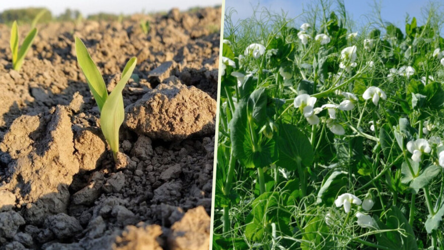Ovog proleća seje se kukuruz, ne i pšenica, stočni grašak, ali ne i soja